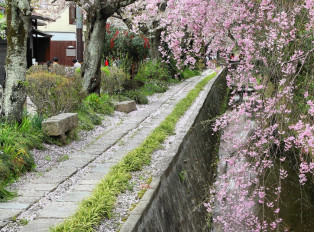 Philosopher's Walk during sakura season Japan