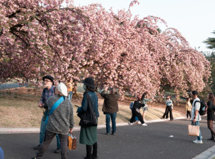 Visitors enjoying the pink petals during cherry blossom