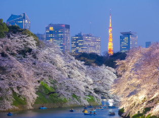 Tokyo's magic under the blooming Sakura trees