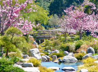  A close-up of cherry blossoms against a backdrop of bl