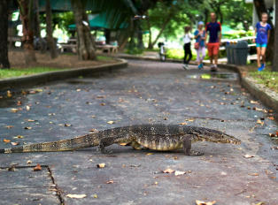 Encounter Monitor Lizards at Lumphini Park