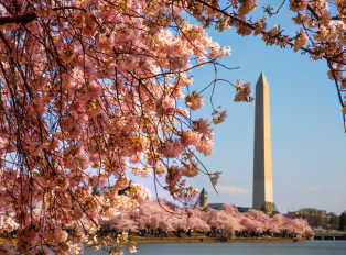 Tidal Basin