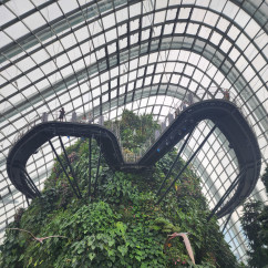 Nature's Skywalk: A Journey Through Green Heights