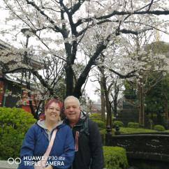 Blossoms of Joy: A Day Under Cherry Skies