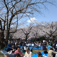 Blossoms and Gatherings: A Cherry Blossom Celebration