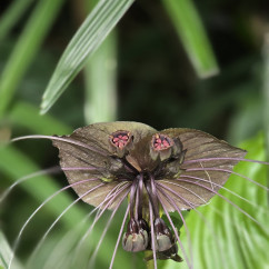 Mystical Orchid: Nature's Mysterious Guest