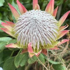 Crowning Glory: Nature's Majesty