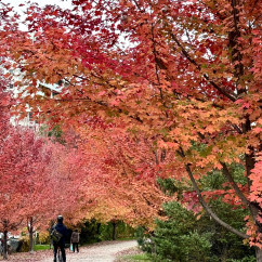 Autumn's Welcoming Pathway