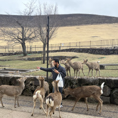 A joyful moment feeding curious deer in Nara's open park.