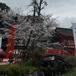 Cherry blossoms frame a vibrant red temple in Kyoto.
