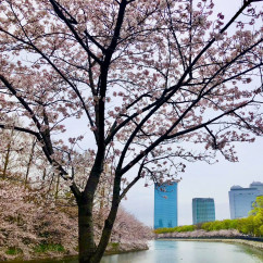 Cherry blossoms decorate Osaka's skyline on a peaceful morning.