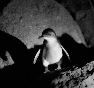 St Kilda Beach: View penguins every night