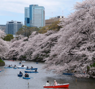 Spring in Tokyo: mild, blossoming, and joyously serene