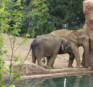 Visit the Sapporo Maruyama Zoo