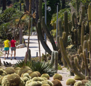 Mossèn Costa I Llobera Cactus Garden