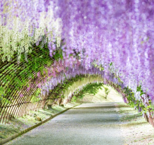 Kawachi Wisteria Garden