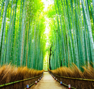 Kyoto Fall Foliage