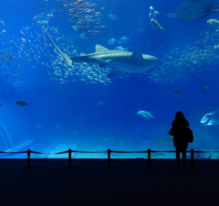 Yokohama Hakkeijima Sea Paradise