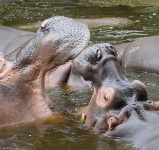 Hiroshima City Asa Zoological Park