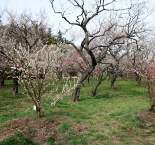 Cherry Blossom trees in Kairakuen Garden, Mito