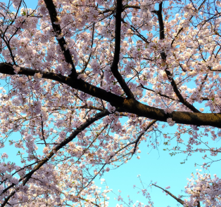 Cherry Blossom Tree