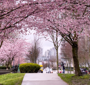 Cherry blossom trees hanging above a walkway