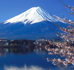 Mount Fuji with a cherry blossom tree