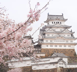 Cherry blossom tree with Himeji Castle in Kyoto