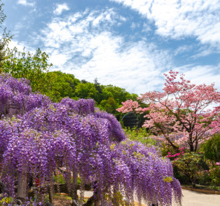 Ashikaga Flower Park