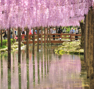 Flowers of wisteria uncover a magical Tokyo for you