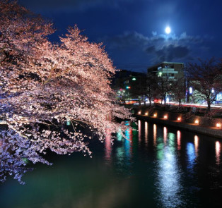 Kyoto tours allow you to explore more