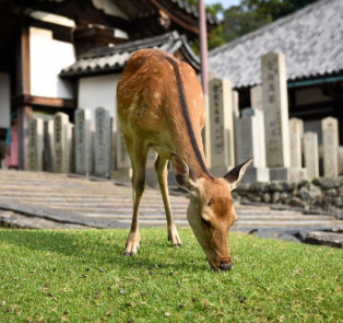 Explore many temples in Nara