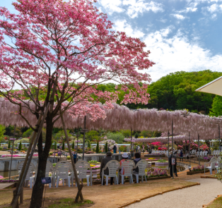 Ashikaga Flower Park, Japan