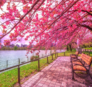 Pink blossoms in Ueno Park, Tokyo