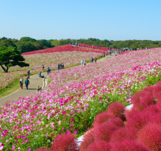 Beautiful flower display at Hitachi Seaside Park, Japan