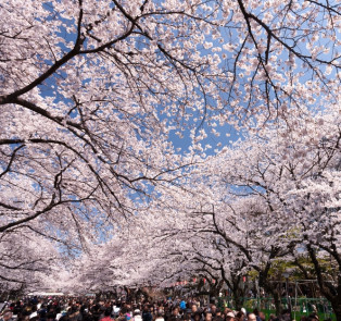 Crowd of people view cherry blossoms in Japan