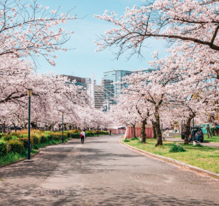 Avenue of blossoming cherry trees