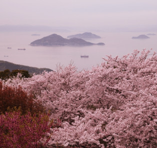 Cherry blossoms bloom nationwide