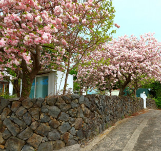 A house in Japan surrounded by blossoms