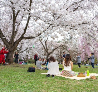 Join a cherry blossom tour