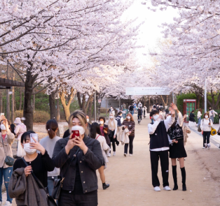 Pink blossoms in Hanami