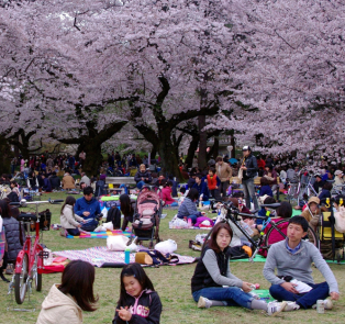 Traditional gatherings in Tokyo