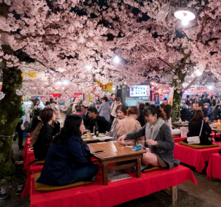 Exploring the iconic cherry blossoms and their signific