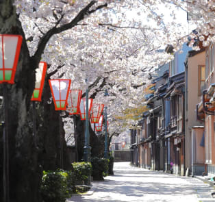 Spring Tours in Kyoto: Sakura & Secrets