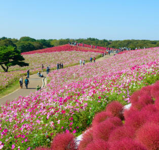 Hitachi Seaside Park with many flowers