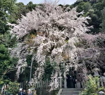 Beneath the Bloom: A Tranquil Escape