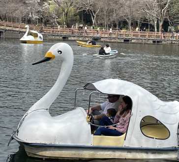 Serene Swan Lake Adventures