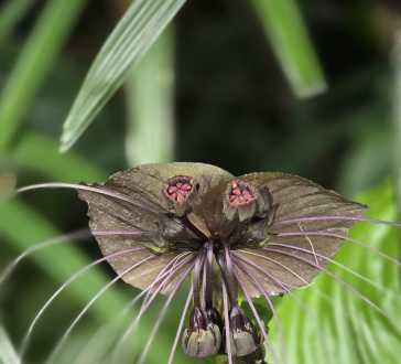 Mystical Orchid: Nature's Mysterious Guest