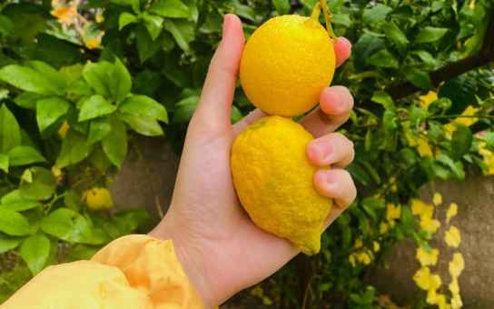 Sorrento Through Its Traditions: Shrines, Woodwork & Civic Memory