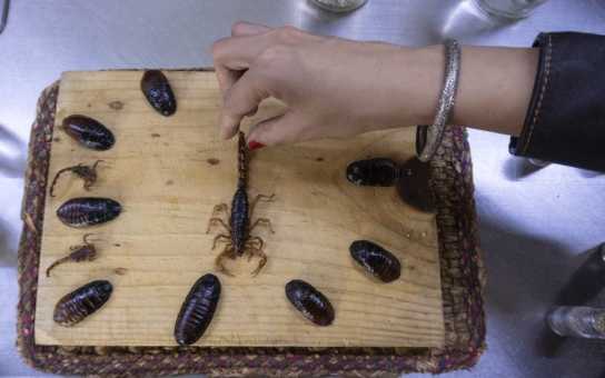 A Day in Mexico City, Your Way: History, Culture & Hidden Gems